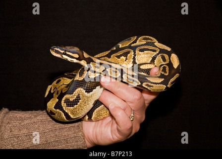 Il Pet Royal Python Python regius tenuto in mano Foto Stock