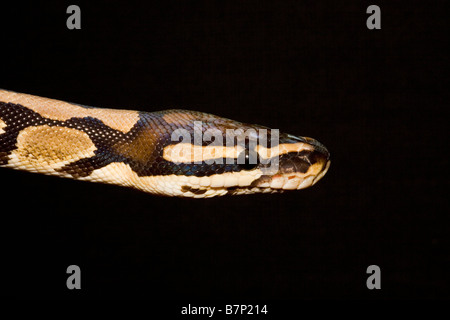 Ritratto di un captive Royal Python Python regius Foto Stock