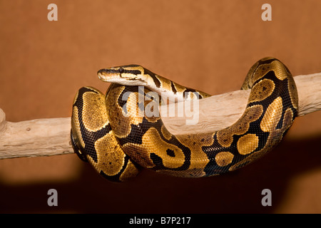 Royal Python Python regius Foto Stock