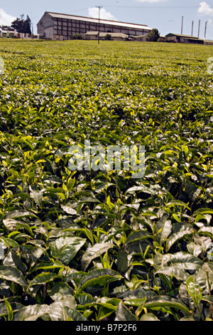 La piantagione di tè Limuru, Rift Valley, in Kenya. Foto Stock