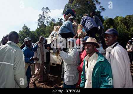 Miraa mercato. Meru provincia Centrale del Kenya. Foto Stock