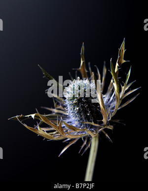 Studio shot di un thistle su sfondo scuro Foto Stock