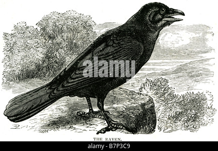 Raven il Comune Corvo Imperiale (Corvus corax), noto anche come il nord del Corvo, è un grande tutto nero passerine uccello della famiglia corvo. Foto Stock