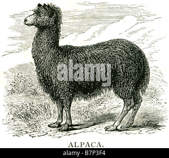 Alpaca Vicugna pacos è una specie animali domestiche di South American camelid. Assomiglia ad un piccolo llama in appaiono superficiali Foto Stock