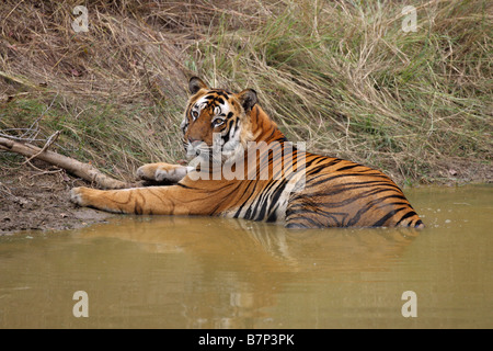Tigre del Bengala Panthera tigris giacciono a riposo in un foro di acqua con una riflessione completa in acqua Foto Stock