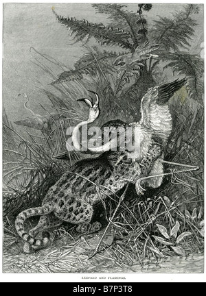 Leopard flamingo attaccando predator di Leopard è un membro della famiglia Felidae e sma Foto Stock