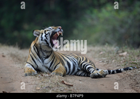 Tigre del Bengala Panthera tigris giacente nella sporcizia via strada in appoggio e sbadigliamento mostra i denti e la lingua Foto Stock