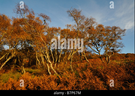 Bracken e recedono di betulle in autunno colori vicino al Loch Brora Scozia Sutherland REGNO UNITO Foto Stock