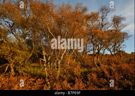 Bracken e recedono di betulle in autunno colori vicino al Loch Brora Scozia Sutherland REGNO UNITO Foto Stock