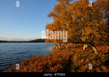 Bracken e recedono di betulle in autunno colori lungo la riva a Loch Brora Scozia Sutherland REGNO UNITO Foto Stock