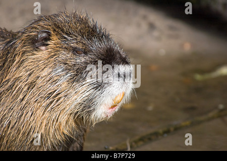 Primo piano di una coypu anche chiamato nutria nativo a America del Sud Foto Stock