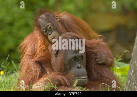 Madre Orango Tango con il suo grazioso baby Foto Stock