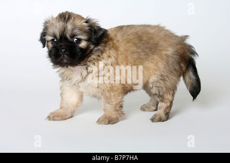Tibetan Spaniel cucciolo di 5 settimane Foto Stock