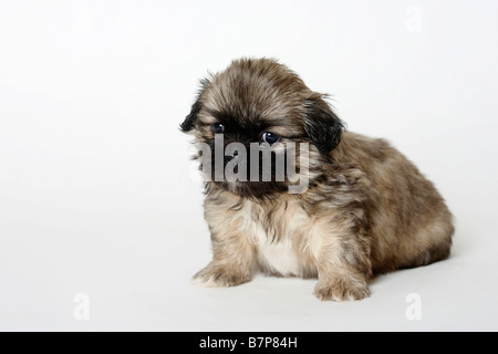 Tibetan Spaniel cucciolo di 5 settimane Foto Stock