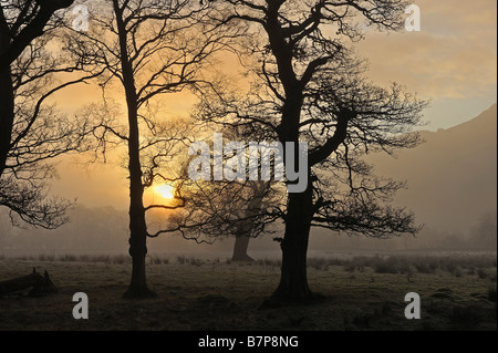 Fine sole splende attraverso il profilarsi di alberi in un pomeriggio invernale vicino a Killin Perthshire Scozia UK Foto Stock