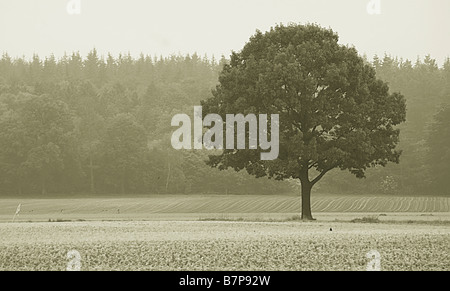 Albero singolo in un campo con corvi intorno battenti Foto Stock