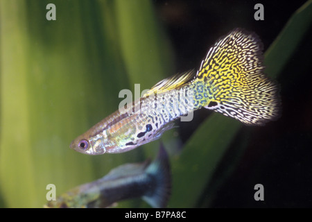 Guppy (Poecilia reticulata), un preferito pesci d'acquario Foto Stock