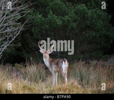 Daini nel bosco in Strath Tummel Perthshire Scozia UK Foto Stock