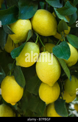 Coppia di limoni " Lisbona" varietà appeso sul ramo. Foto Stock