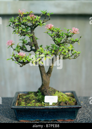 Un albero di bonsai sul display in Singapore Botanic Garden. Foto Stock