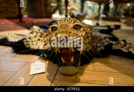 A pelle di leopardo rug fra il Serraglio di animali dal Vittoriano e epoca edoardiana a Bonhams Gentleman's Library Vendita Londra Foto Stock