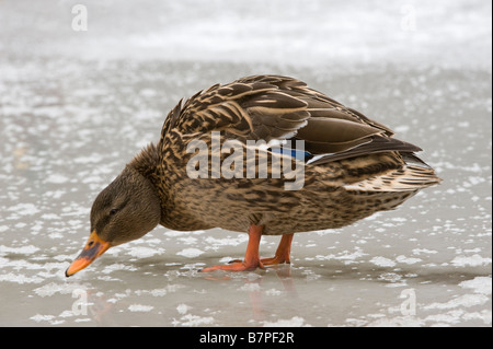 Il germano reale (Anas platyrhynchos) femmina adulta sul lago ghiacciato di Golden Acre Park Riserva Naturale Leeds West Yorkshire Inghilterra UK Europa Foto Stock