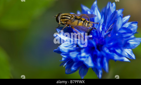 Hover volare su un fiordaliso Foto Stock