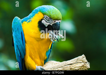 In prossimità di un bel blu e giallo macaw Ara ararauna Foto Stock