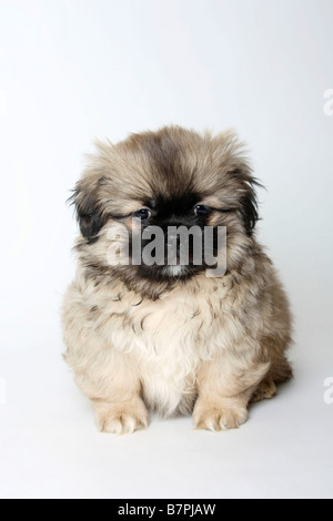 Tibetan Spaniel cucciolo di 8 settimane Foto Stock