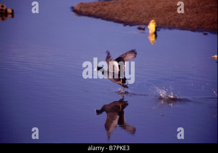 Eurasian folaga (fulica atra) Foto Stock