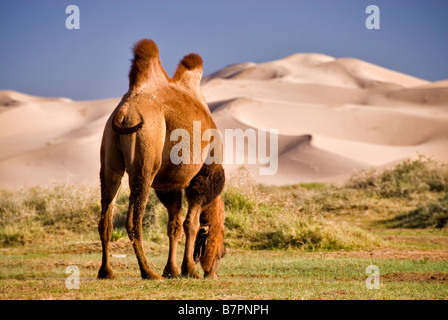 Camel mangiare erba, deserto dei Gobi e Mongolia Foto Stock