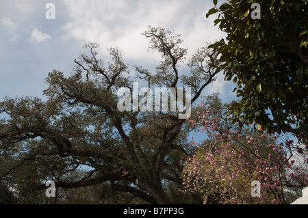 Sky tramite live querce e alberi tulip nel Quartiere Garden (New Orleans, LA) Foto Stock