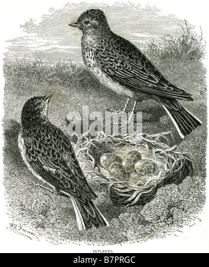 Allodola Alauda arvense Bird Nest uova giovane fauna animale di natura selvatica Outdoor Foto Stock