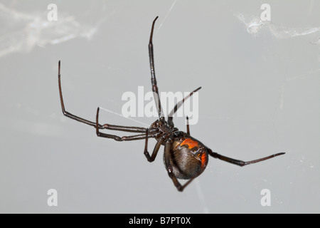 Una femmina di Redback Spider (Latrodectus hasselti) sul suo web. Perth, Western Australia Foto Stock