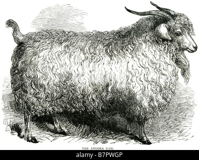 La ram angora gli animali domestici delle specie ovina (Ovis aries) sono quadrupedal, mammiferi ruminanti tipicamente mantenuta come bestiame. Come tutti i ruminanti, sh Foto Stock