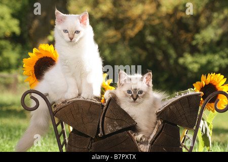 Gatti Sacri di Birmania - due gattini seduti su registri Foto Stock