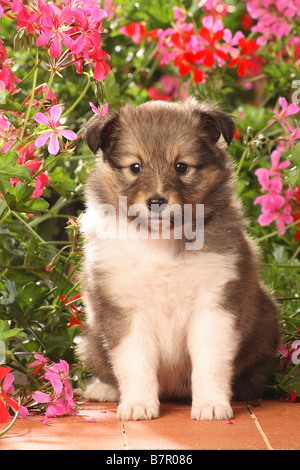 Sheltie cucciolo - seduta di fronte dei gerani Foto Stock