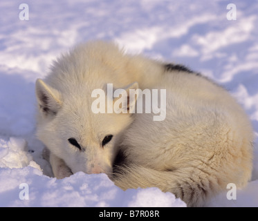 Siberian Husky - giacenti in neve Foto Stock