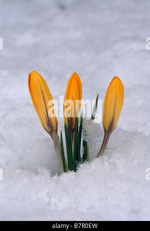 Primo piano delle fioriture di crochi spingendo attraverso la neve di primavera Juneau Alaska sudorientale Foto Stock