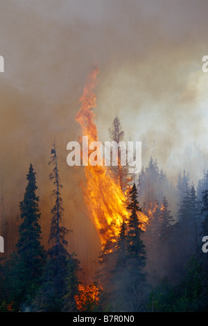 Blazing forest fire in Kenai Wildlife Refuge, Skilak Lake, Alaska, Estate. Foto Stock