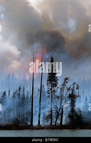 Blazing forest fire in Kenai Wildlife Refuge, Skilak Lake, Alaska, Estate. Foto Stock