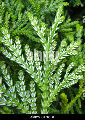 Hiba cedro, hiba, Hiba arborvitae Thujopsis dolabrata Thuja dolabrata, sul lato inferiore di un ramoscello Foto Stock