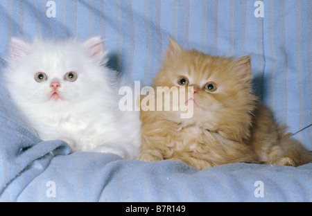 Due gattini persiano - situata su una coperta Foto Stock