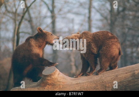 Due giovani orsi bruni Foto Stock