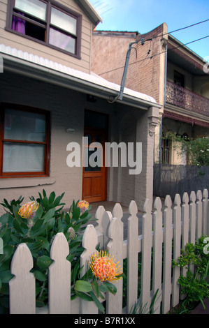 Banksia arbusto fioritura in giardino frontale di tradizionali case terrazza in Newtown, Sydney, Nuovo Galles del Sud Australia. N. PR Foto Stock