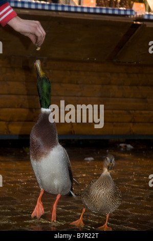 In Italia le Dolomiti Lago di Garda il Germano Reale Anas platyrhynchos maschio essendo alimentato mentre la femmina si erge sul lato Foto Stock