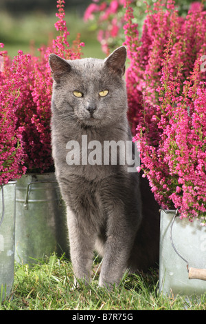 Gatto grigio - in seduta tra erica Foto Stock