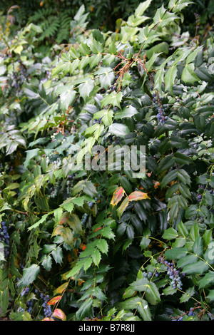 Oregon uva, Mahonia aquifolium, Berberidaceae Foto Stock