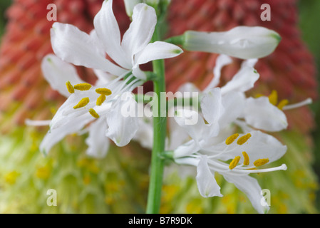 Paradisaea lusitanica (Paradiso lily, San Bruno's lily) Foto Stock