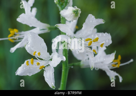 Paradisaea lusitanica (Paradiso lily, San Bruno's lily) Foto Stock